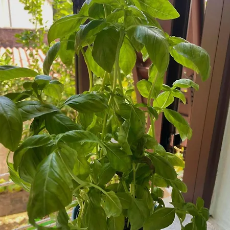 La Fontina Appartement *